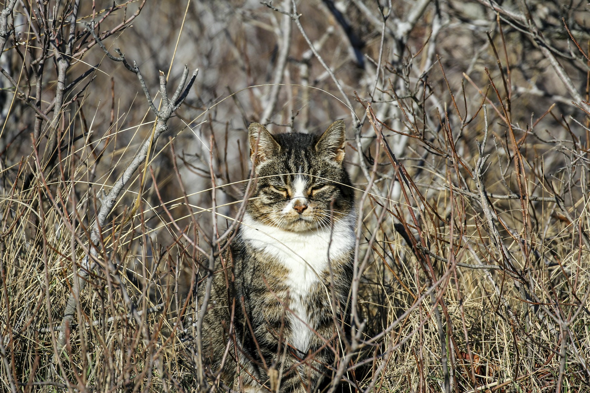 잎사귀가 없는 나뭇가지 덤불 사이에 앉아 있는 갈색 줄무늬 고양이