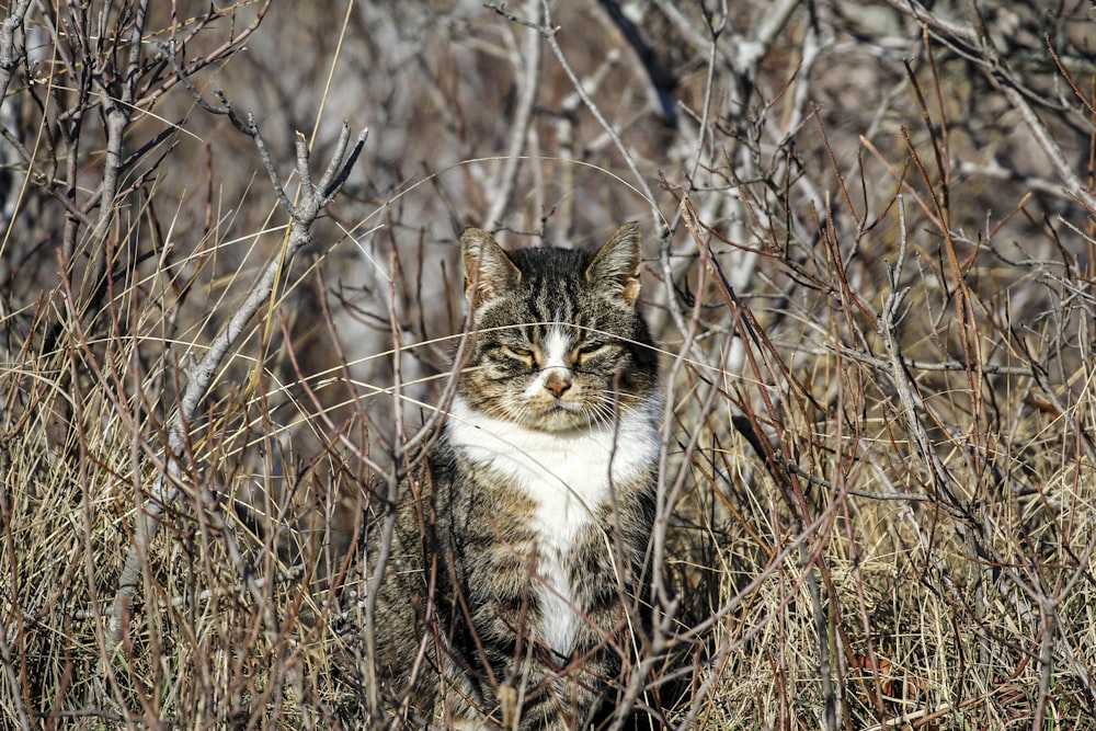 brown tabby cat on grass