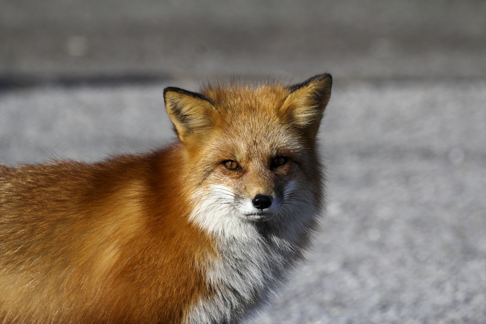 red fox standing on floor