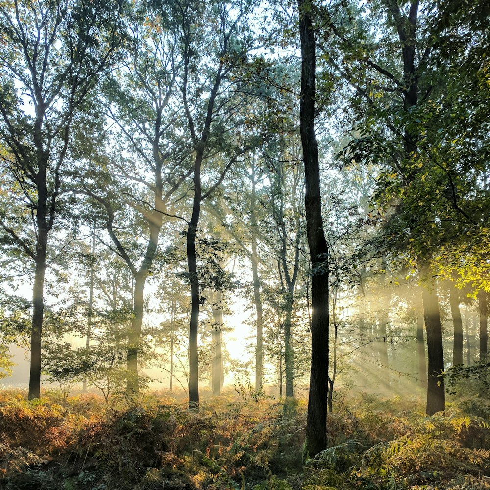 green trees under sunny sky