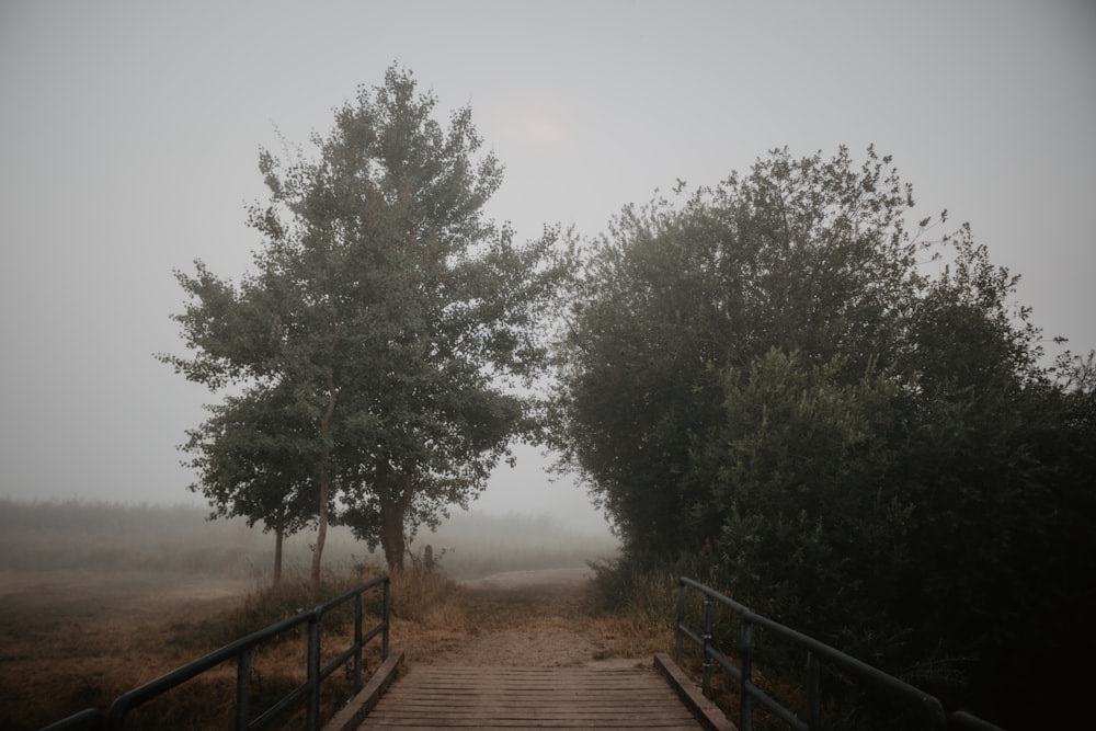 bridge and a pathway between trees