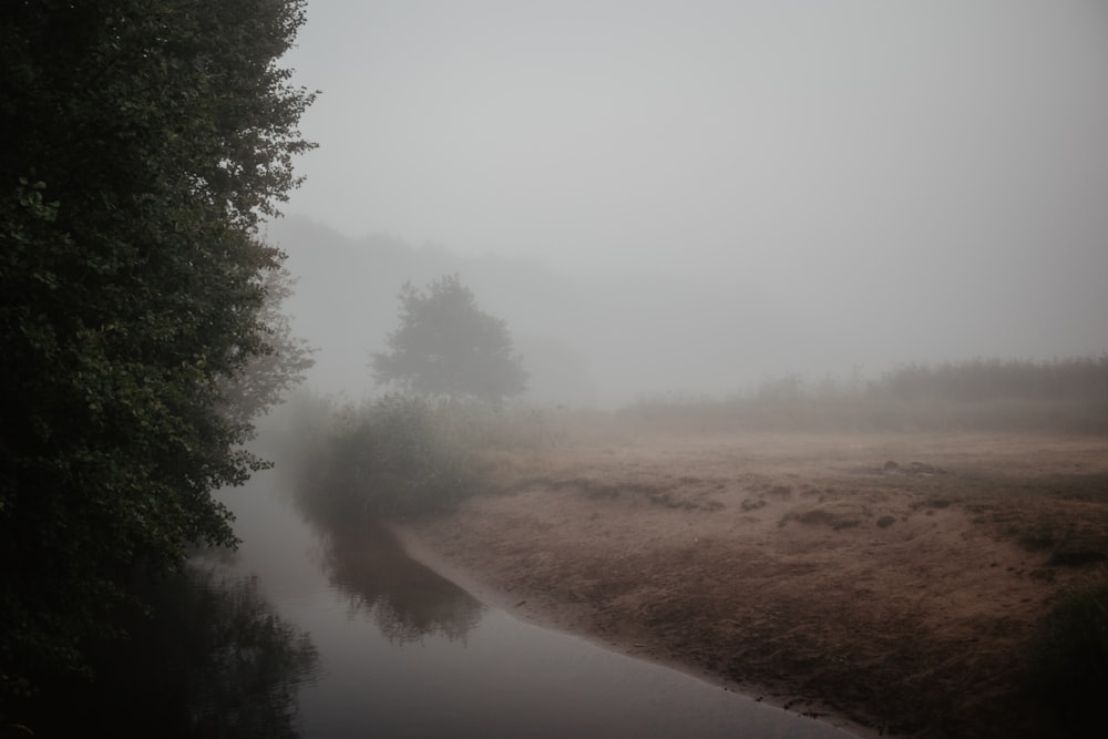 trees covered by mist