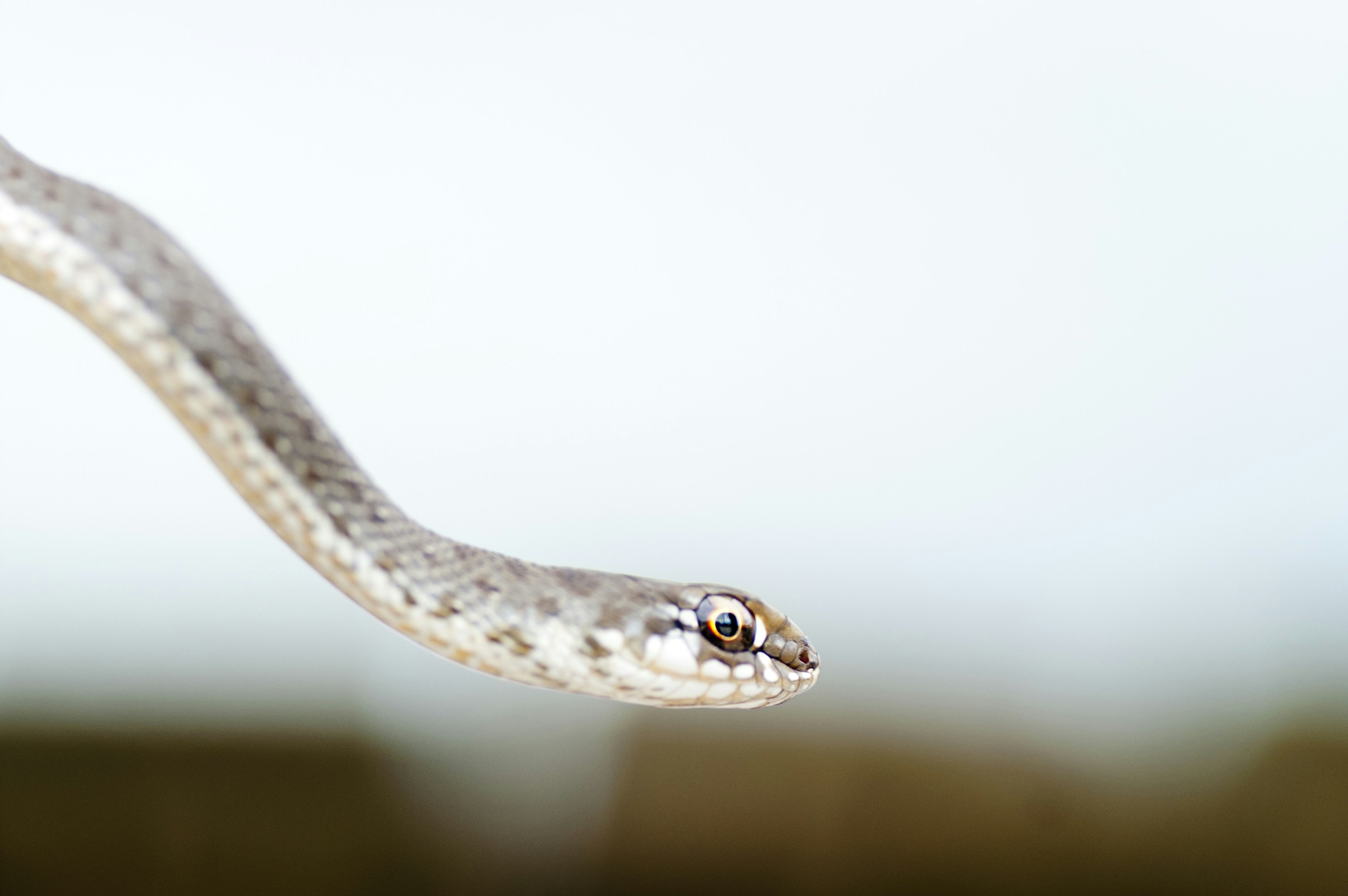 Snake In The Water Bowl