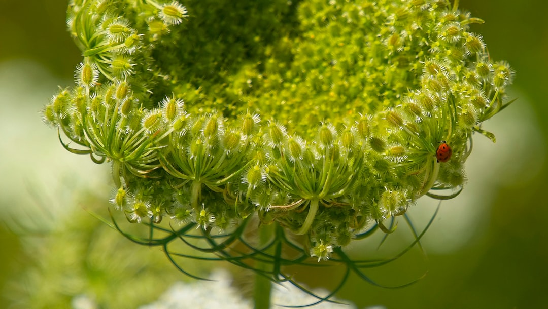 green leafed plant