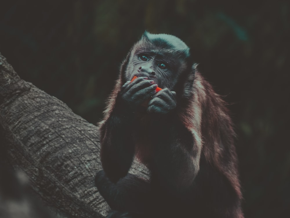 grayscale photo of brown primate