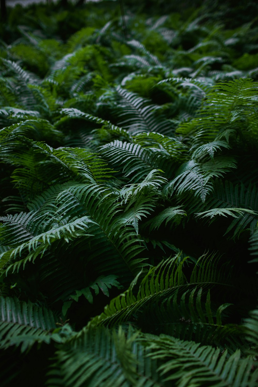 green palm trees