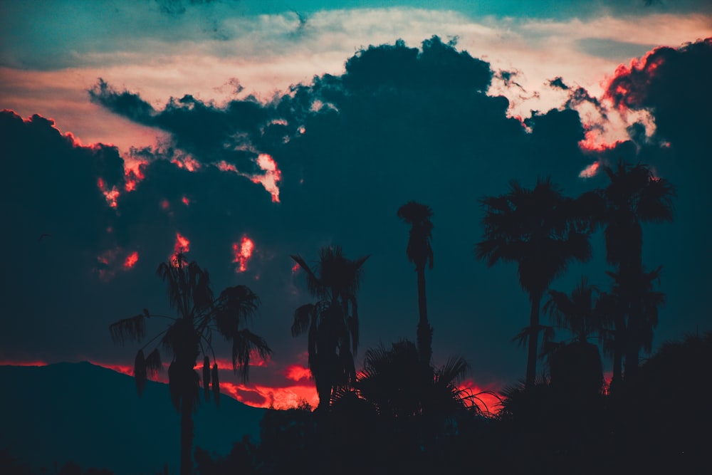 silhouette of palm trees