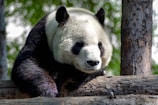A giant panda rests on a wooden log in a lush, green forest. The panda's black and white fur contrasts with the vibrant green leaves in the background, creating a peaceful and natural setting.