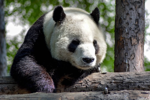 A giant panda rests on a wooden log in a lush, green forest. The panda's black and white fur contrasts with the vibrant green leaves in the background, creating a peaceful and natural setting.