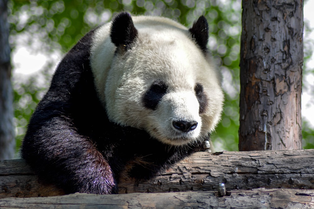 Fotografía de vida silvestre de panda blanco y negro