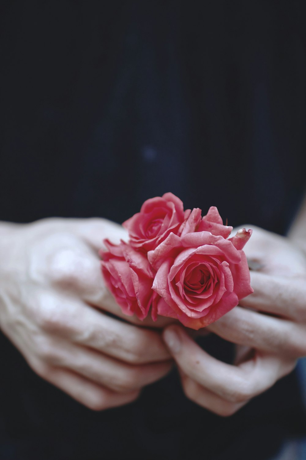 person showing pink roses