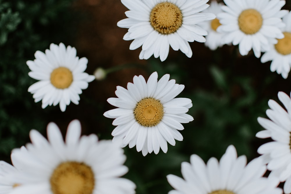 selective focus photography of white daisy flowers