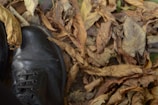 Tan loafers arranged neatly with autumn leaves around them.