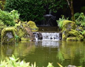 A serene image of a water source surrounded by nature.