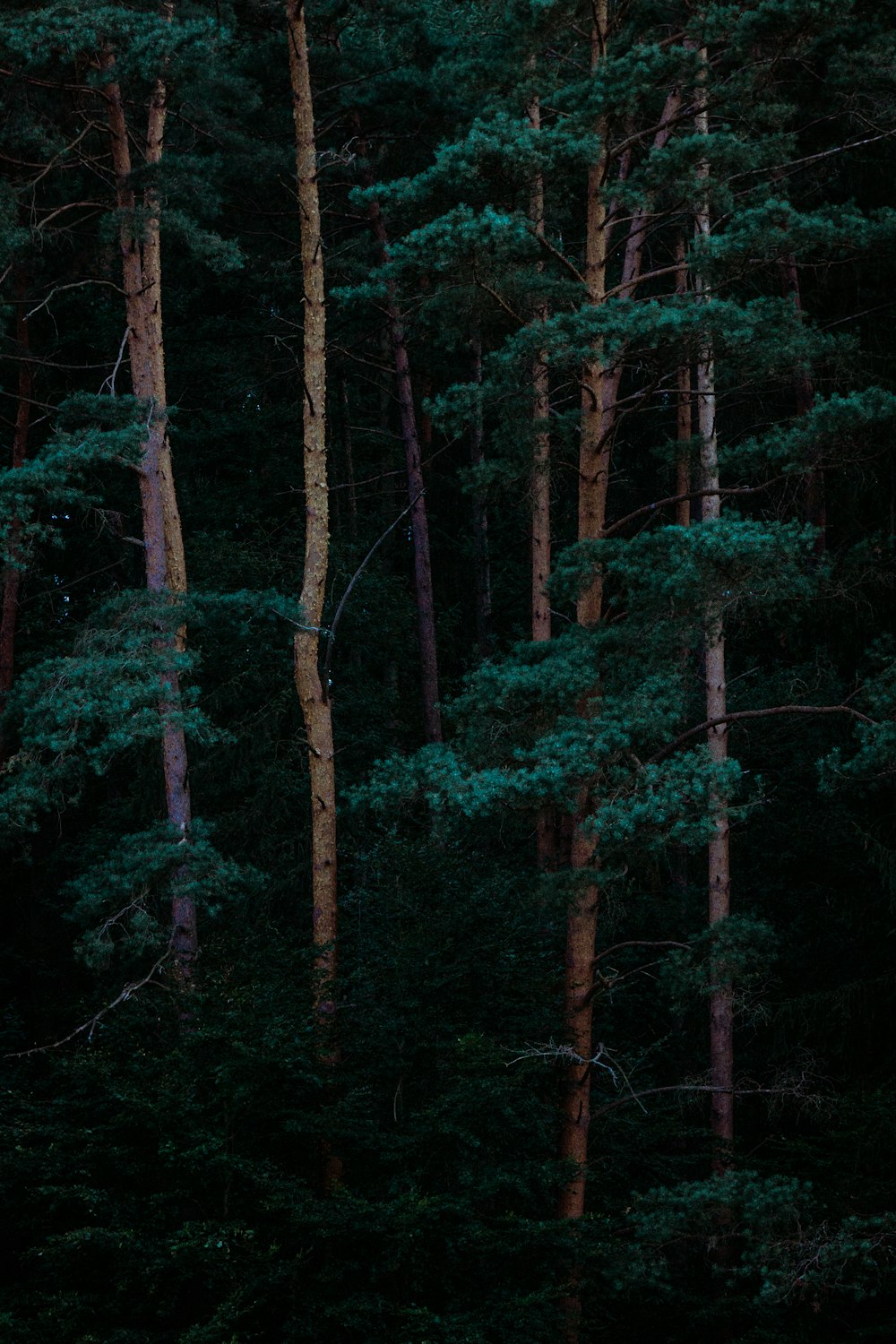 photography of green leafed trees at daytime