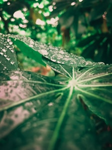 Rain-Kissed Greenery