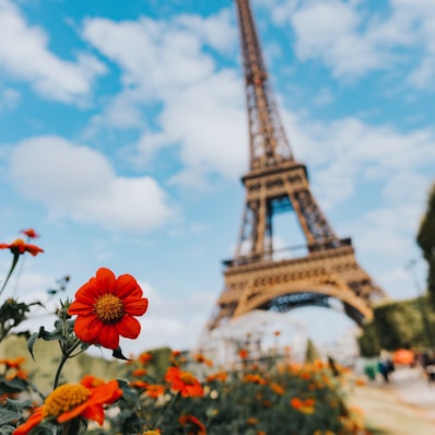 garden of flower near Eiffel Tower