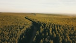 Aerial view of a vast, densely packed forest with rows of trees stretching to the horizon. Sunlight creates a warm, golden hue, giving the trees a vibrant green appearance. The trees are neatly organized, suggesting a planted or managed forest.