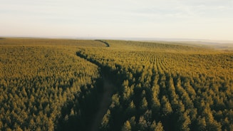 Aerial view of a vast, densely packed forest with rows of trees stretching to the horizon. Sunlight creates a warm, golden hue, giving the trees a vibrant green appearance. The trees are neatly organized, suggesting a planted or managed forest.