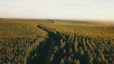 Aerial view of a vast, densely packed forest with rows of trees stretching to the horizon. Sunlight creates a warm, golden hue, giving the trees a vibrant green appearance. The trees are neatly organized, suggesting a planted or managed forest.