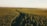 Aerial view of a vast, densely packed forest with rows of trees stretching to the horizon. Sunlight creates a warm, golden hue, giving the trees a vibrant green appearance. The trees are neatly organized, suggesting a planted or managed forest.