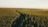 Aerial view of a vast, densely packed forest with rows of trees stretching to the horizon. Sunlight creates a warm, golden hue, giving the trees a vibrant green appearance. The trees are neatly organized, suggesting a planted or managed forest.