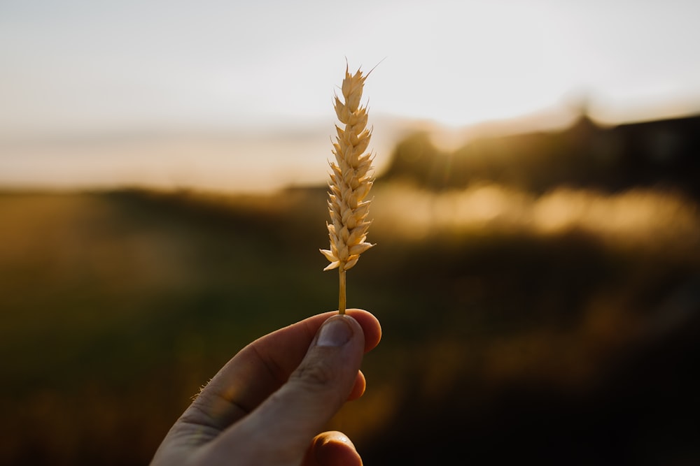 person holding brown grass