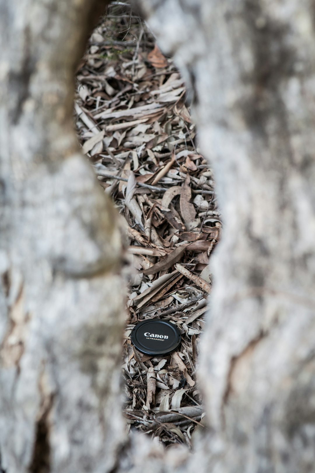 Wildlife photo spot Garigal National Park Shelly Beach