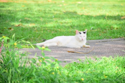 A cat enjoying a sunny day at a local park.