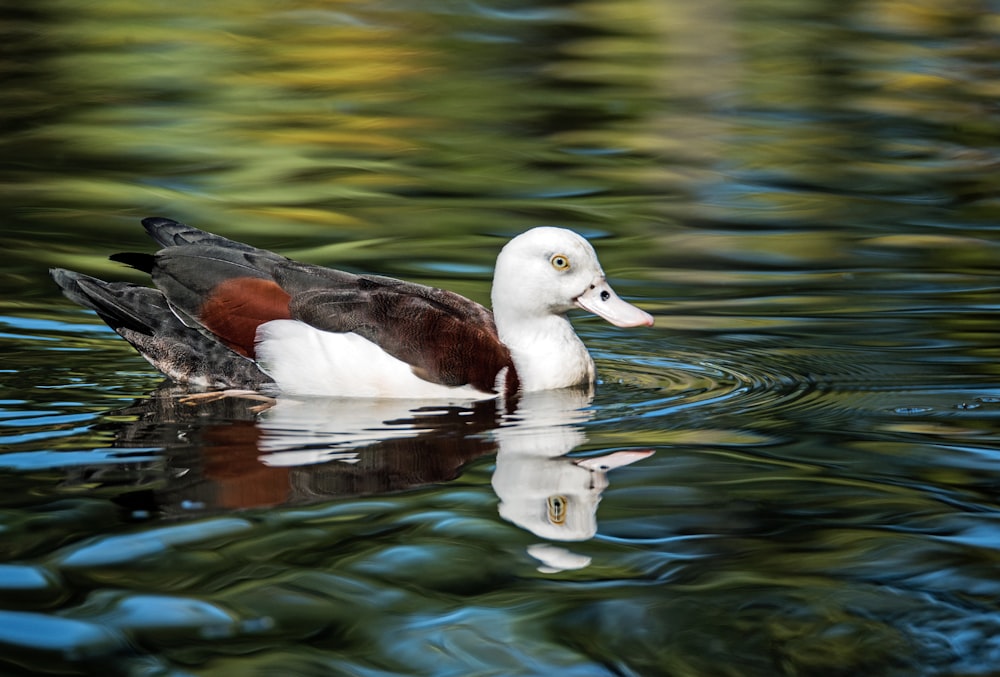 canard colvert blanc et brun flottant sur le plan d’eau pendant la journée
