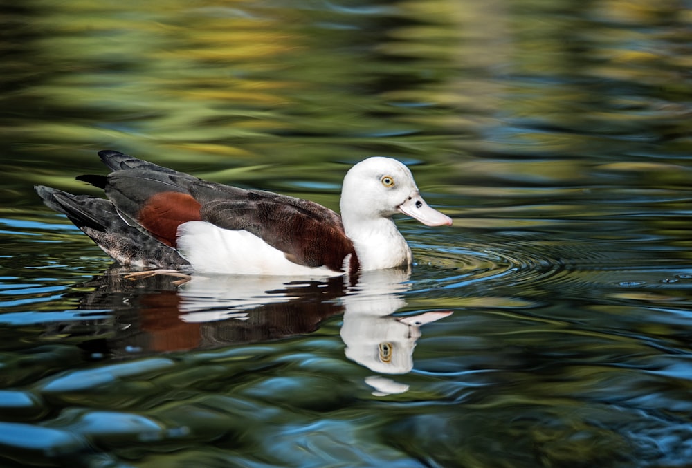 white and brown mallard duck floating on body of water during daytime