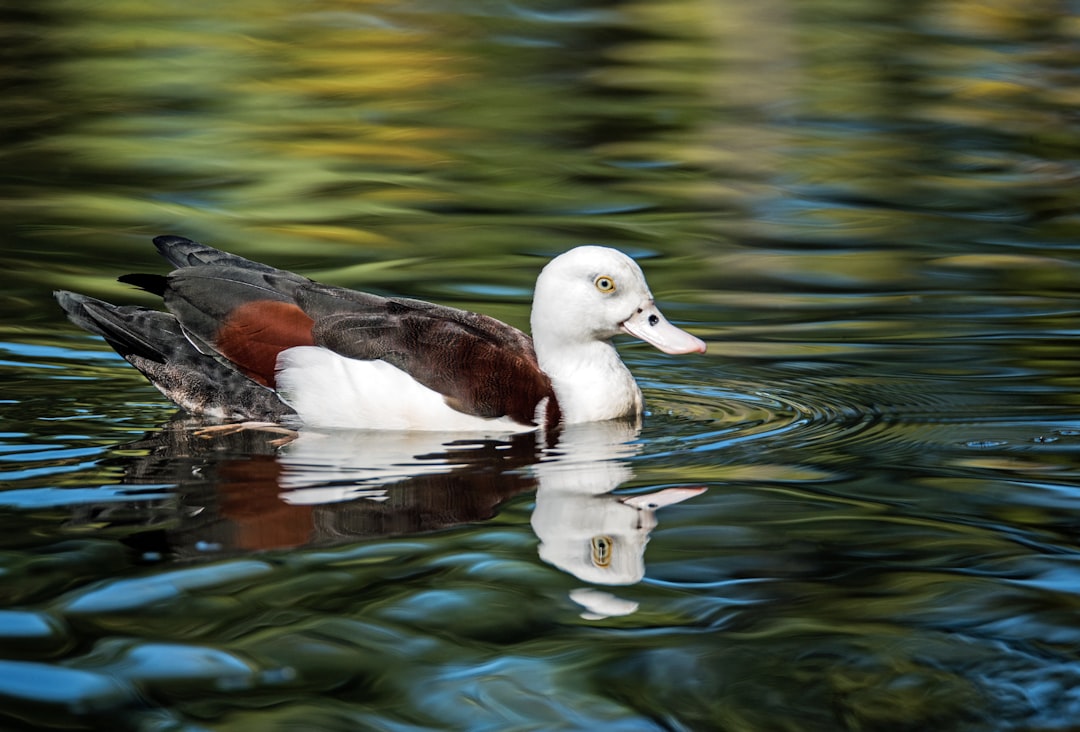 travelers stories about Wildlife in Cairns Botanic Gardens, Australia