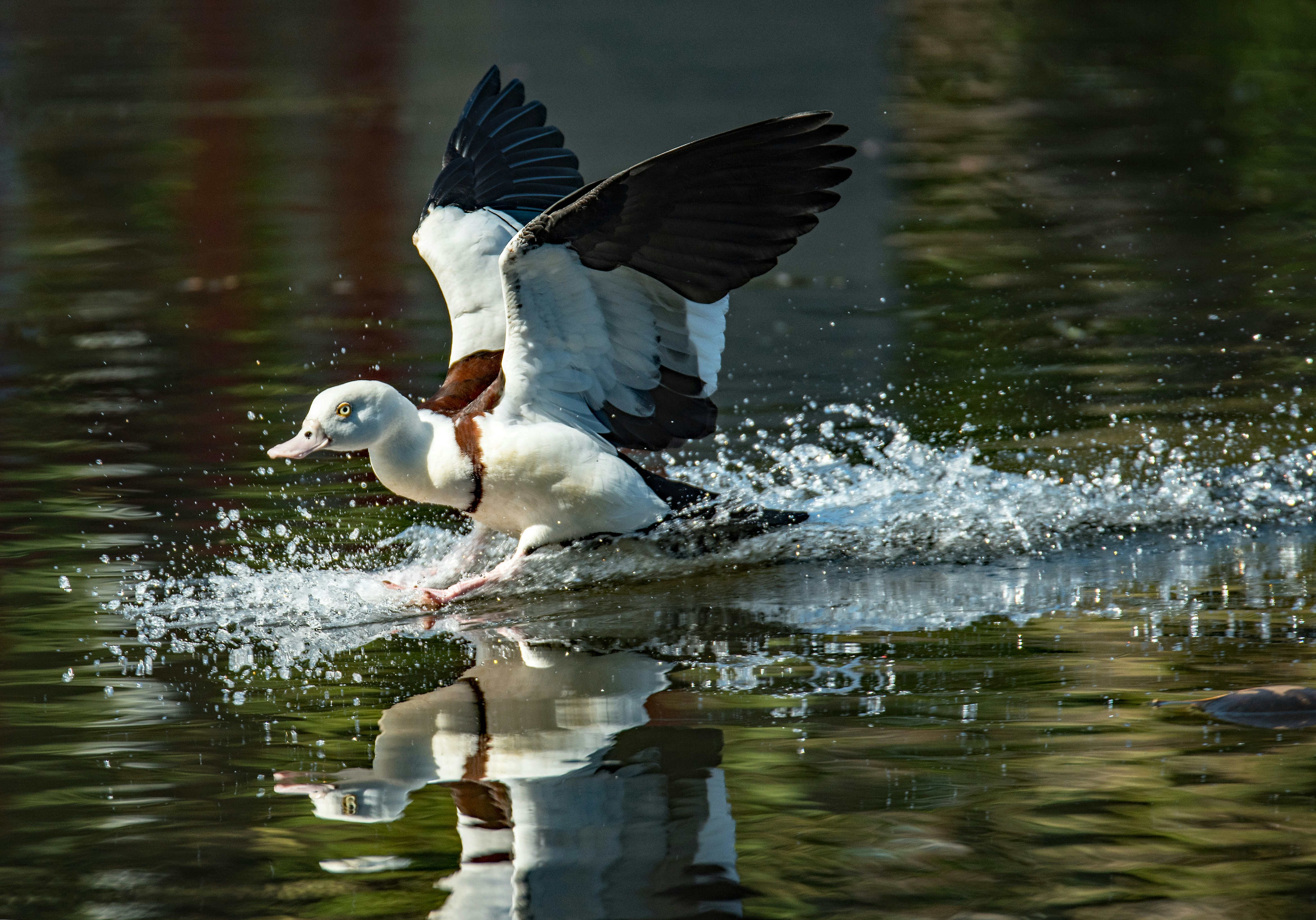 white duck over water