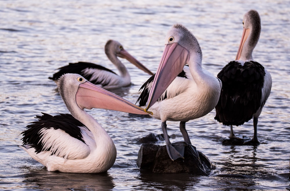 four pelicans in body of water