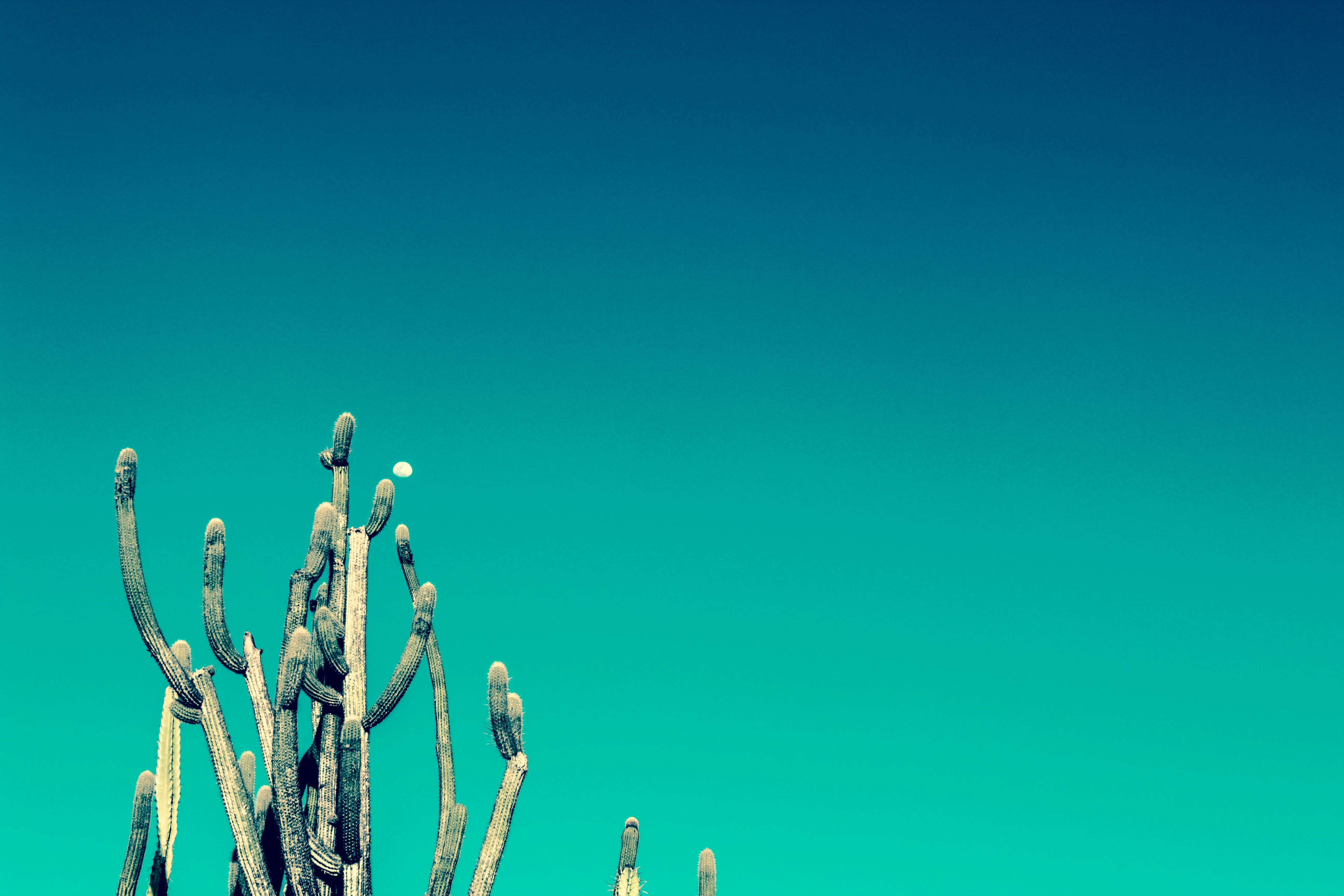 Photo by silvestreccf