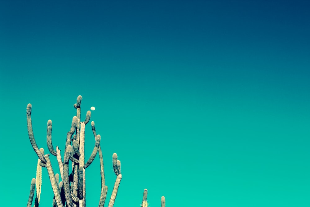 photograph of cactus plants