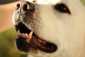 close-up photo of white dog