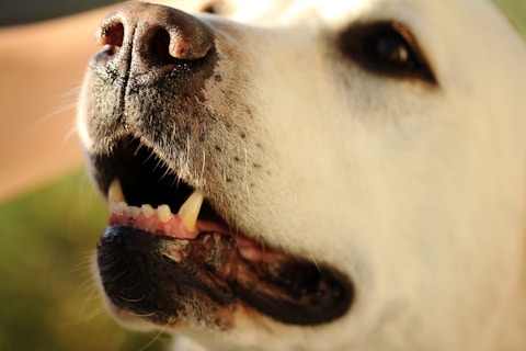 close-up photo of white dog