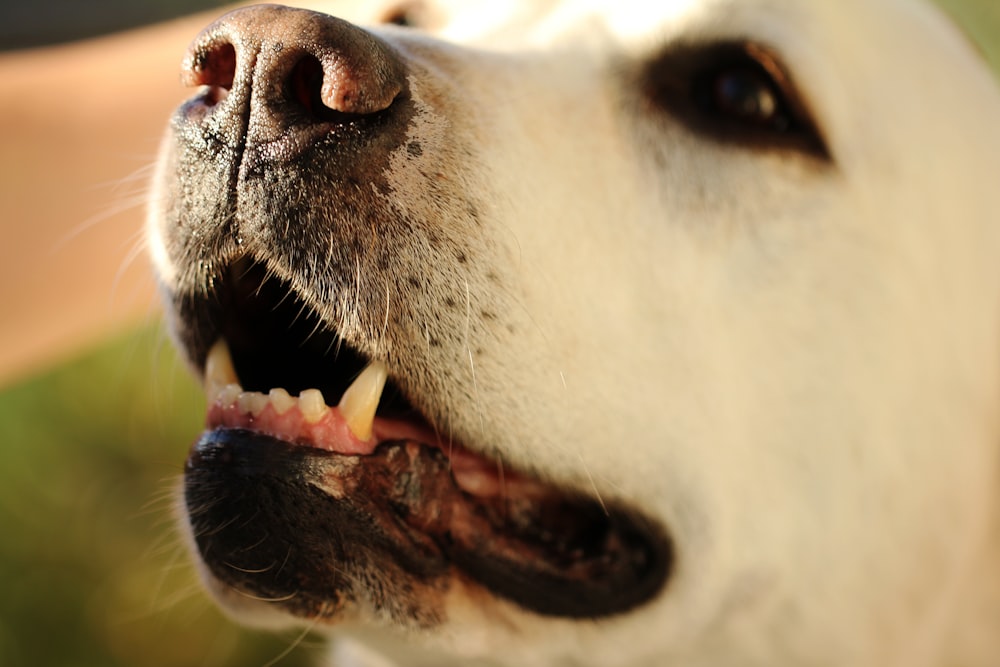 白い犬のクローズアップ写真