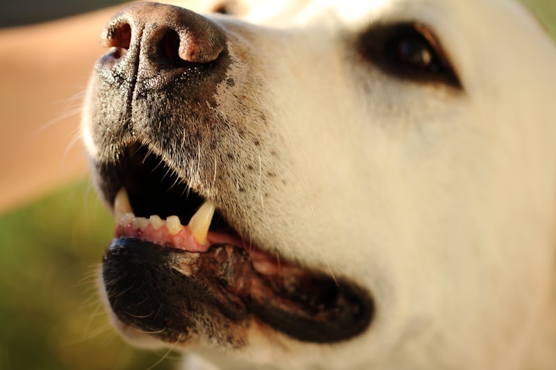 Close-up portrait of a healthy white dog — the result of consistent dental care throughout a dog's life