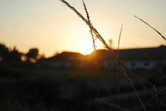 Sunset view over open land plots with scattered trees and distant hills, capturing the calm of rural Gujarat.