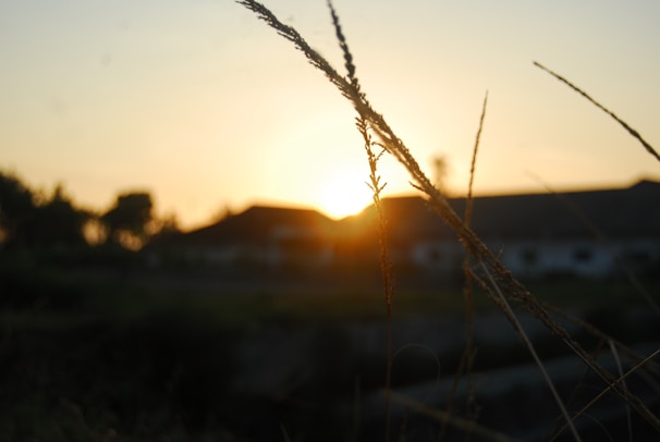 Sunset view over open land plots with scattered trees and distant hills, capturing the calm of rural Gujarat.