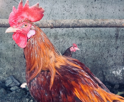 A rooster with vibrant red and brown feathers stands prominently in the foreground, with a hen visible in the background. They are inside a coop or barn, as indicated by the metal bar above and the concrete or stone floor beneath them.