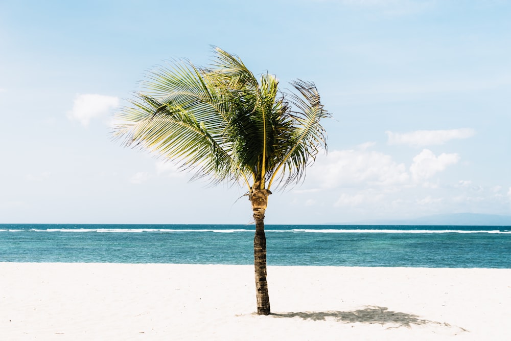 green tree on beachside