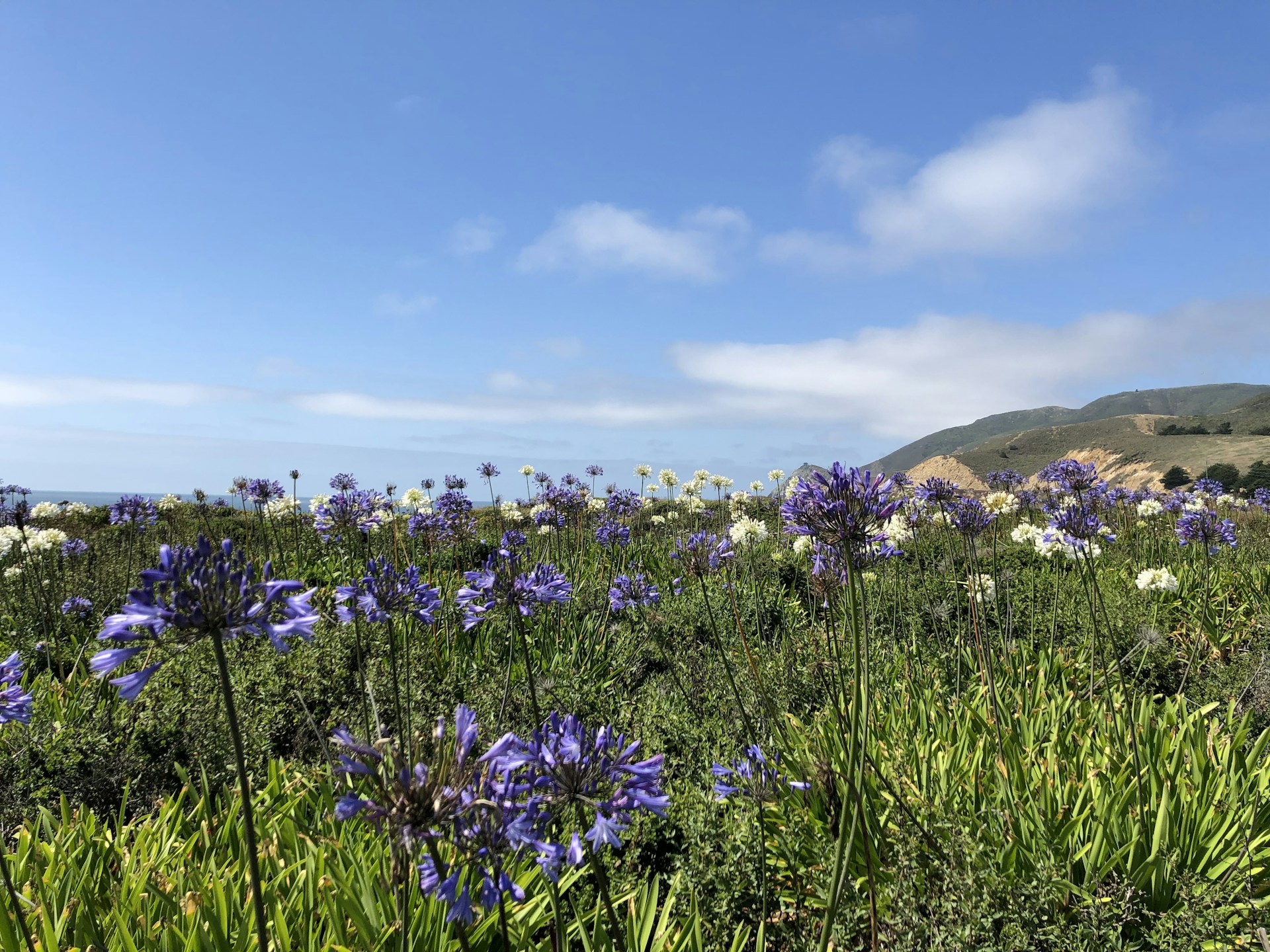 A vibrant meadow filled with colorful wildflowers under a clear blue sky.