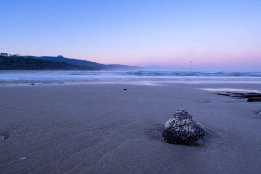 brown seashell