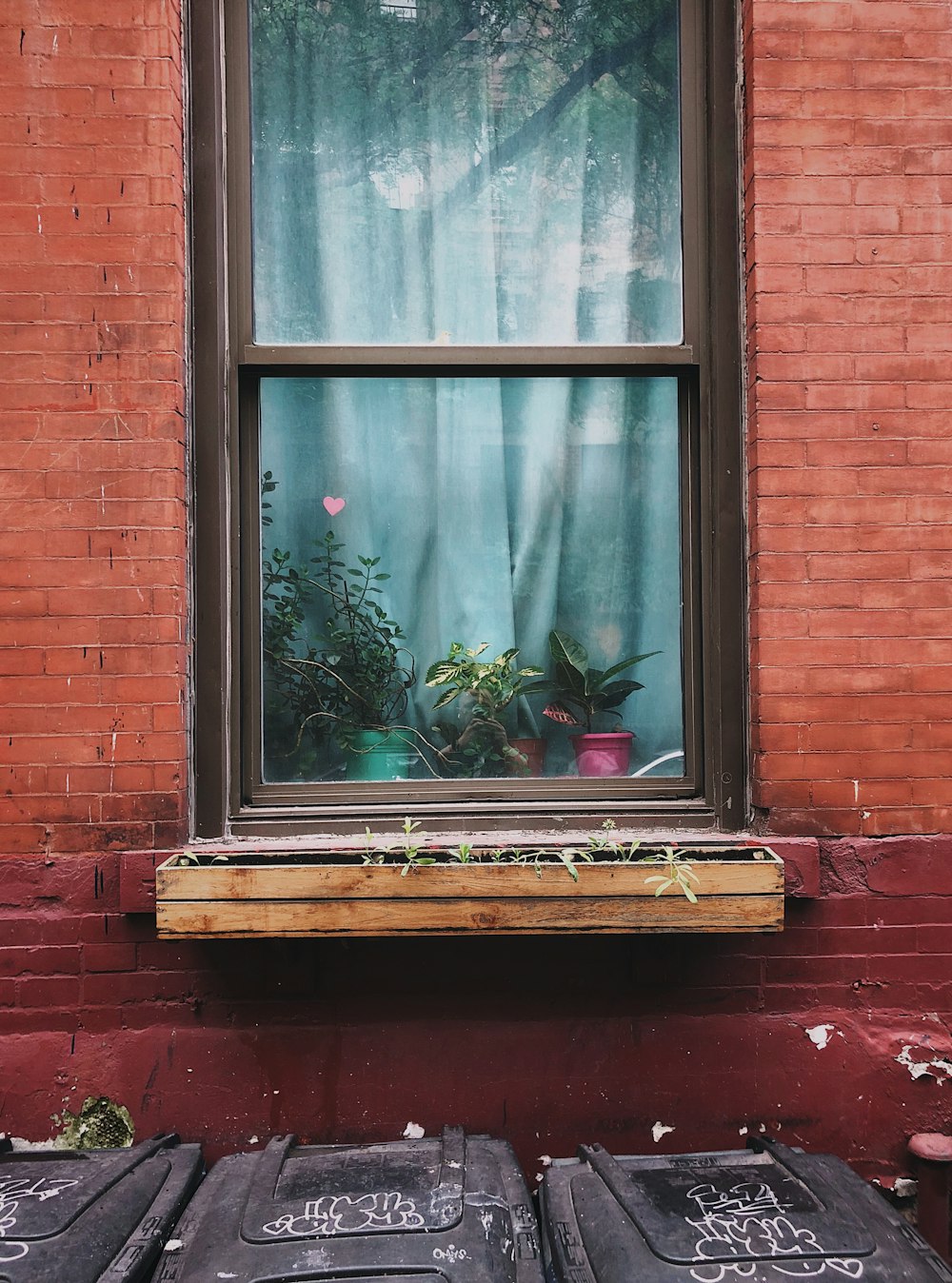 plants on window