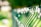 A green metal fence with white spiraled decorations running along its length. The image is well-focused on the fence while the background is blurred, showing hints of greenery and natural light, suggesting an outdoor setting.