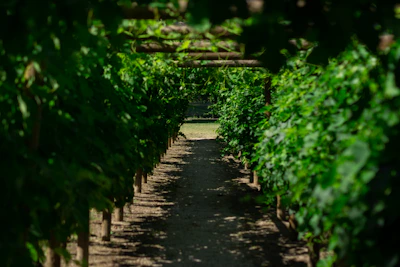 A sunlit pathway winding through lush green foliage in the hotel garden.