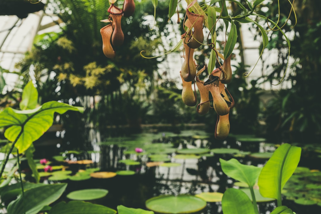 green and red pitcher plants hanging above a pond